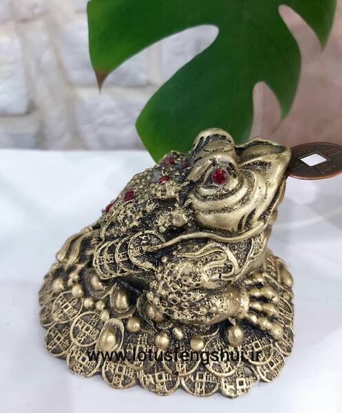 عکس قورباغه ثروت