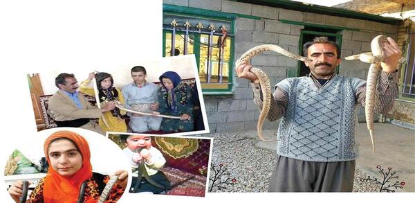 عکس مار چهار پا
