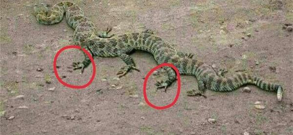 عکس مار چهار پا