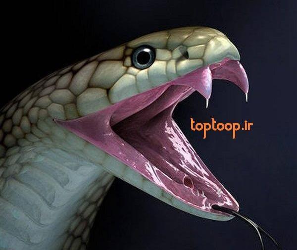 عکس مار فیروزه ای