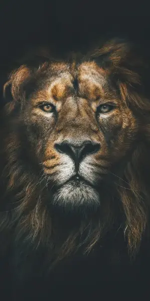 زیباترین عکس شیر سلطان جنگل