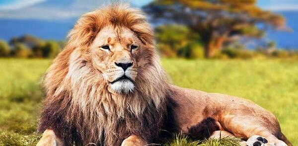 عکس زیبا از شیر سلطان جنگل