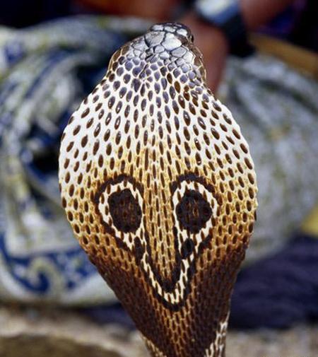 عکس مار کبری عینکی