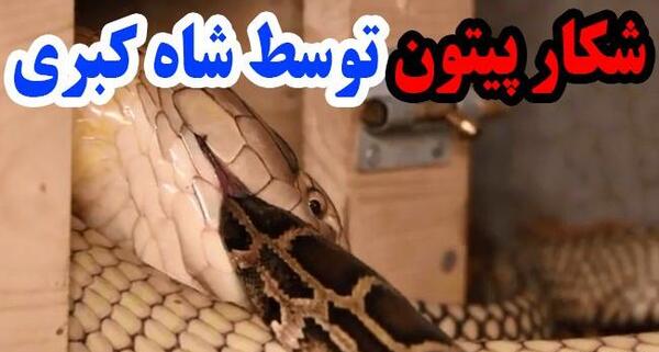 عکس مار فیلم
