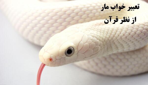 عکس مار مرده
