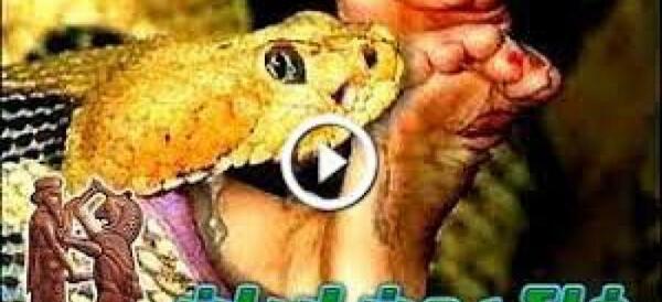 عکس مار آدم خوار