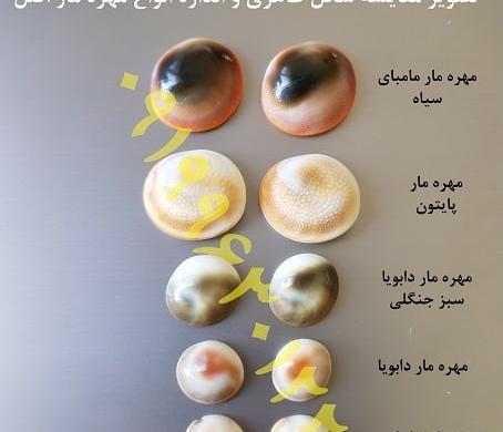 عکس انواع مهره ی مار