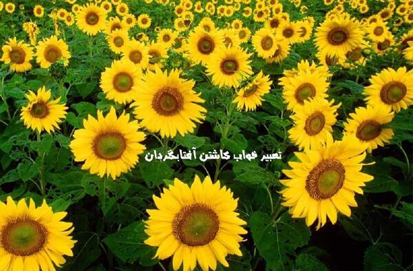 عکس نوشته گل آفتابگردان