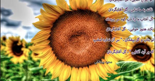 عکس نوشته گل آفتابگردان