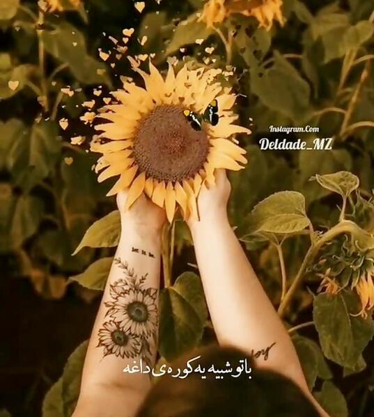 عکس نوشته گل آفتابگردان