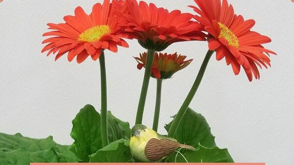عکس نقاشی گل ژربرا