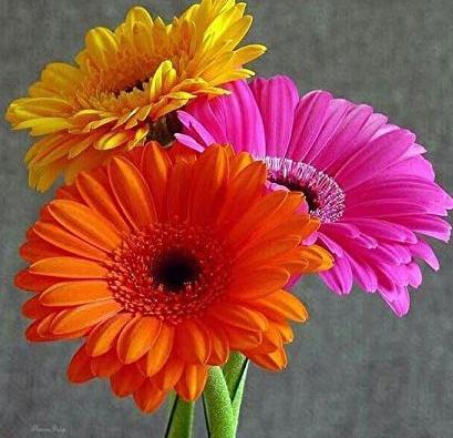 عکس نقاشی گل ژربرا