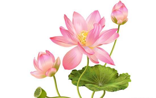 عکس نقاشی گل نیلوفر