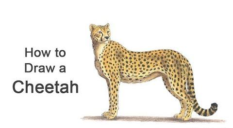 عکس نقاشی یوزپلنگ