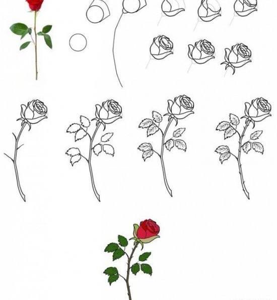 عکس نقاشی گل عروس