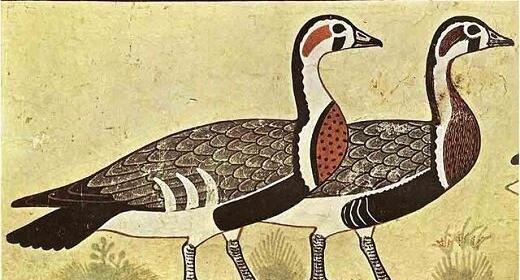 عکس نقاشی غاز