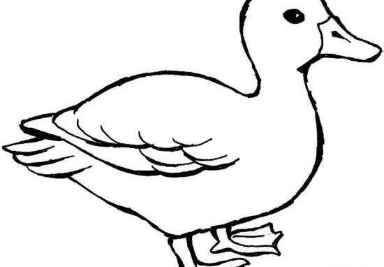 عکس نقاشی غاز
