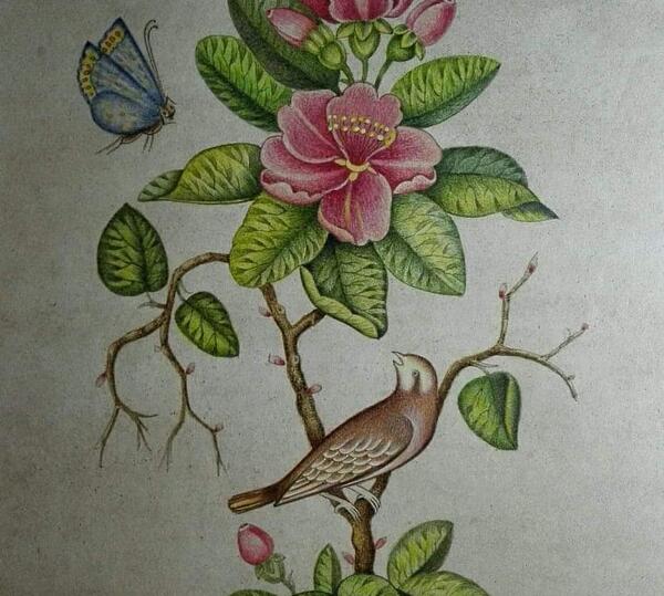 عکس نقاشی گل مرغ