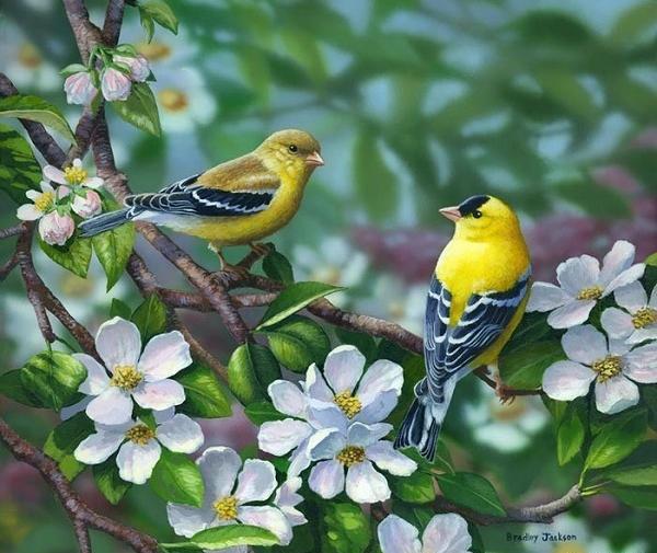 عکس نقاشی های زیبا پرندگان