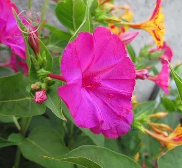 عکس نقاشی گل لاله عباسی
