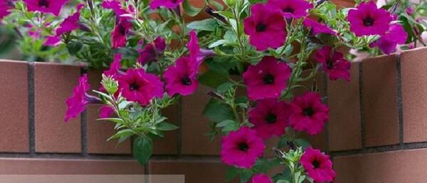عکس نقاشی گل لاله عباسی