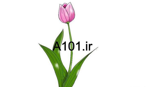 عکس نقاشی گل لاله عباسی