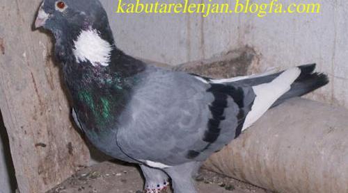 عکس کفتر گوک
