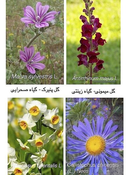 عکس نقاشی گل صنوبر