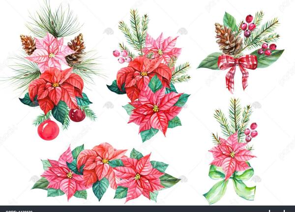 عکس نقاشی گل صنوبر