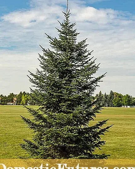 عکس نقاشی گل صنوبر