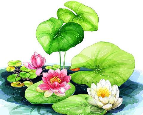 عکس نقاشی گل مرداب