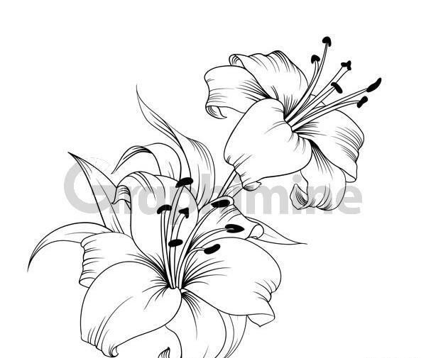 عکس نقاشی گل سوسن