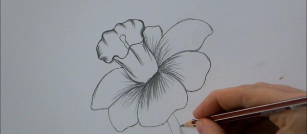 عکس نقاشی گل سوسن