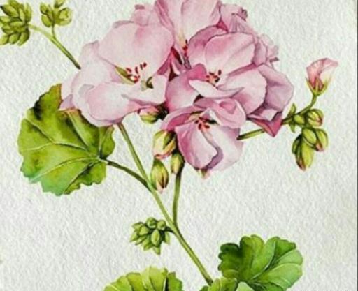 عکس نقاشی گل پنبه