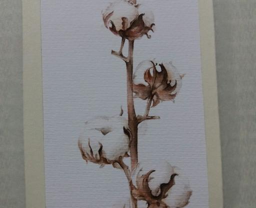 عکس نقاشی گل پنبه