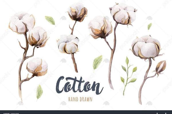 عکس نقاشی گل پنبه