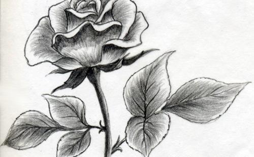 عکس نقاشی گل سیاه سفید