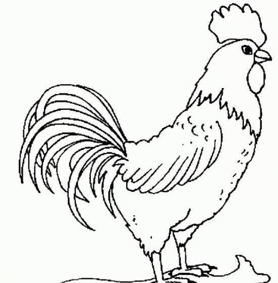 عکس طرح نقاشی خروس ساده