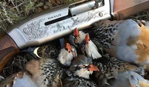عکس کبک با تفنگ