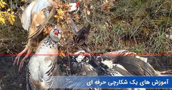عکس کبک با تفنگ