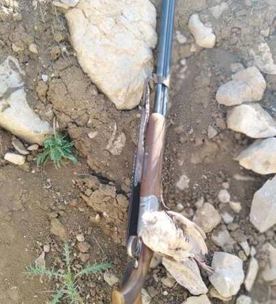 عکس کبک با تفنگ