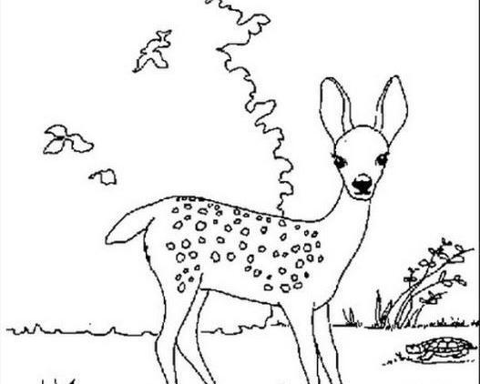 عکس نقاشی ضامن آهو کودکانه