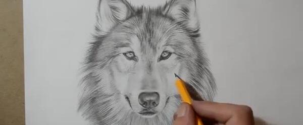 عکس نقاشی صورت گرگ وحشی