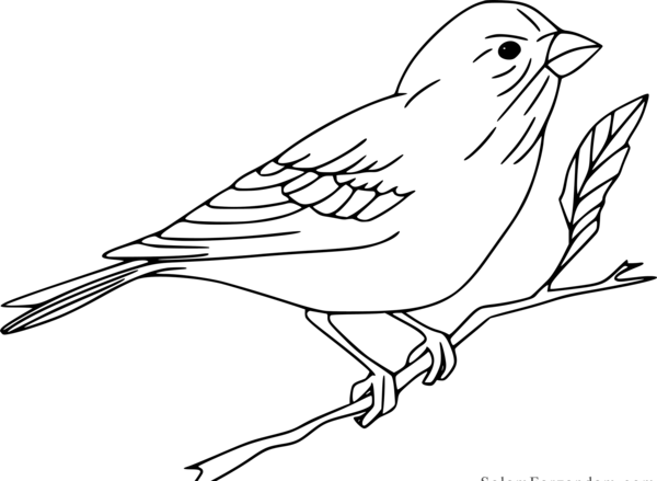 عکس نقاشی کودکانه گنجشک