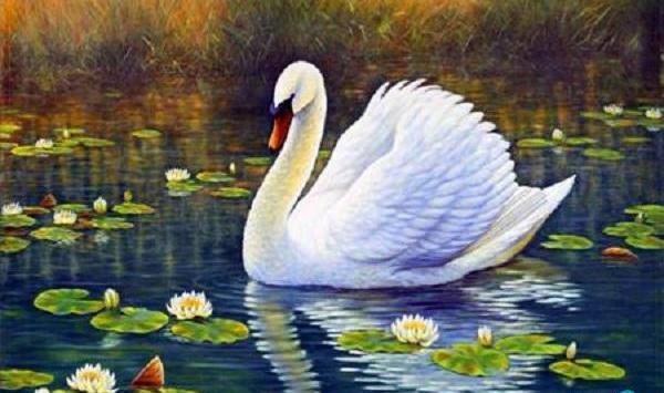 عکس نقاشی سیاه قلم قو