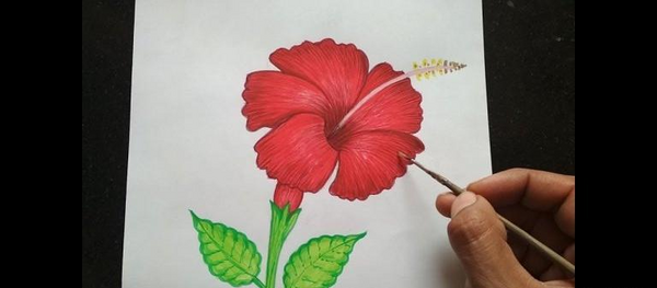 عکس نقاشی گل ختمی