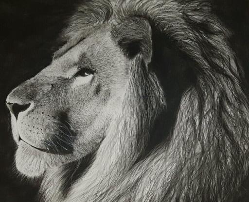 عکس نقاشی سیاه قلم شیر