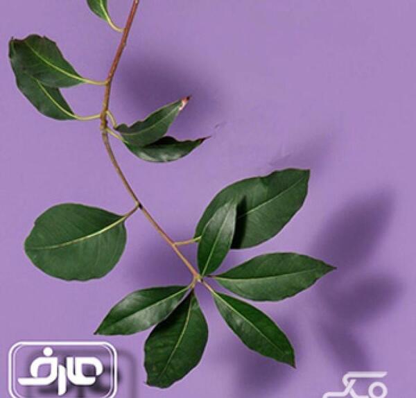 آتلیه عکس کودک عارف