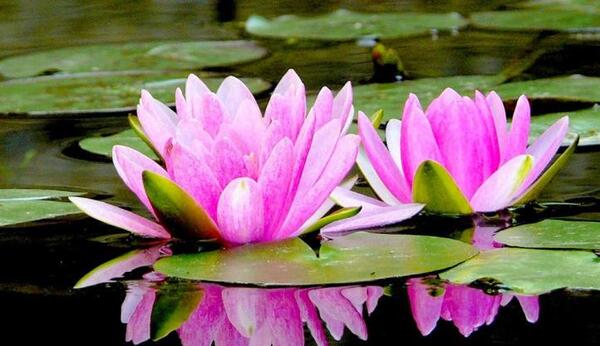 عکس نقاشی گل نیلوفر ساده