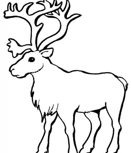 عکس نقاشی کودکانه گوزن